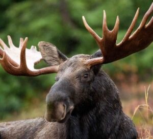 ABOUT THE MOOSE FRATERNITY – Moose Lodge 1891